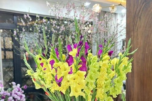 Cách chọn hoa lay ơn bền đẹp