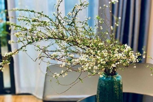 Cách cắm cành tuyết mai nở đều, đẹp và giữ được lâu