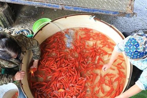 Tấp nập chợ cá tiễn ông Táo về trời