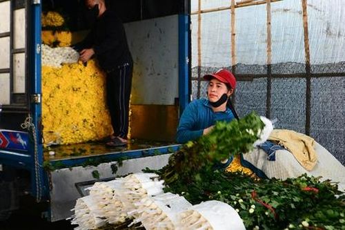 Người trồng hoa Tây Tựu hối hả 'bung hàng' Tết