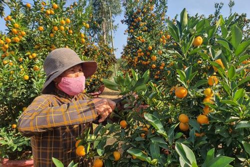 Tưng bừng mùa quất Tết Hội An
