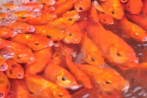 Thả cá chép ngày cúng ông Công ông Táo