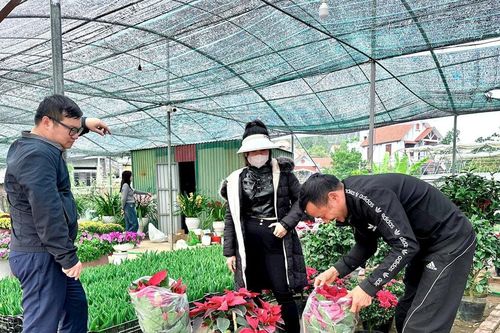 Nhộn nhịp làng hoa xuân ngoại thành Hạ Long