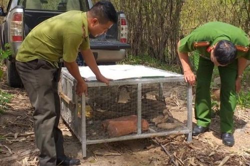 Nhiều thủ đoạn tinh vi trong buôn bán và vận chuyển trái phép động vật