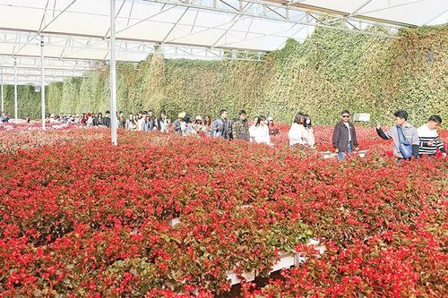 Sôi động thị trường du lịch Tết Nguyên đán
