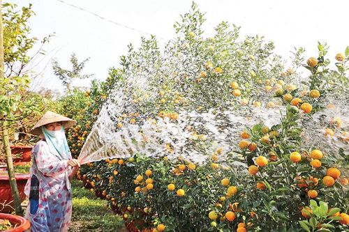 Tạo vị thế mới cho nghề trồng quất Hội An