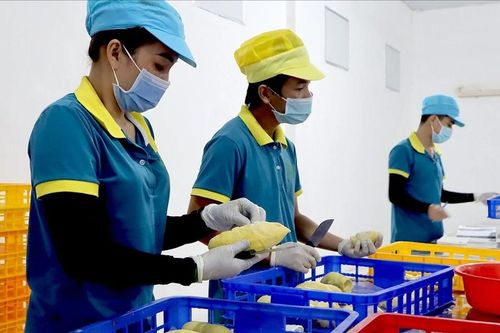 Tăng sức cạnh tranh cho nông sản Việt - Bài 3: Thiếu chế tài, vỡ trận quy hoạch