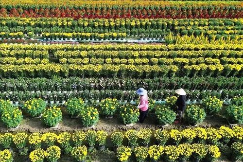 Làng hoa Tiền Giang rộn ràng vào vụ Tết