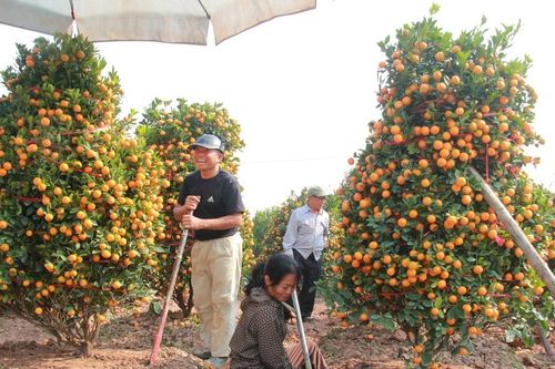 Người trồng quất ở Nam Định phấn khởi vì được mùa được giá