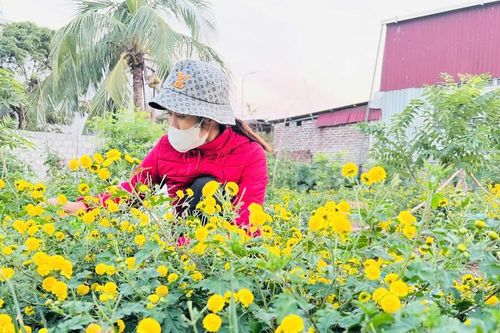 Nỗ lực phát triển thương hiệu cúc tiến vua trên quê hương Vĩnh Bảo