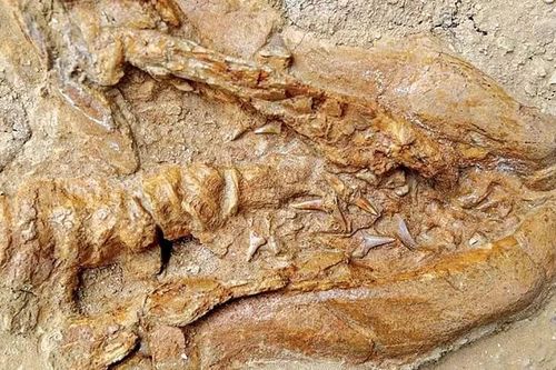 Peru tìm thấy hóa thạch tổ tiên 9 triệu tuổi của loài cá mập trắng lớn