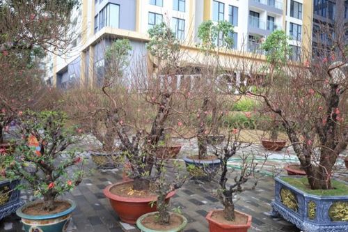 Hốt bạc từ dịch vụ cho thuê đào ngày Tết