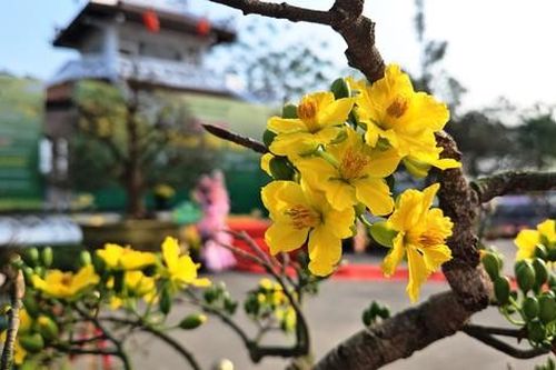 Mê mẩn với hoàng mai 'độc lạ', biểu tượng sắc xuân xứ Huế