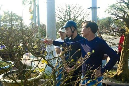 Nhiều người tấp nập đi xem gốc mai độc lạ vừa 'trình làng'