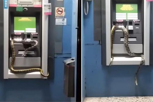Thực hư chuyện rắn bò trên cây ATM khiến nhiều người tin là điềm lành năm mới