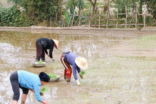 Nông dân vùng cao Nghệ An tất bật xuống đồng ngày cận Tết