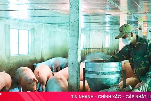 Giá lợn tăng cao, người chăn nuôi phấn khởi xuất ra thị trường Tết