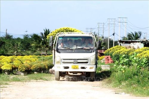 Thương lái gom hàng hoa phục vụ Tết