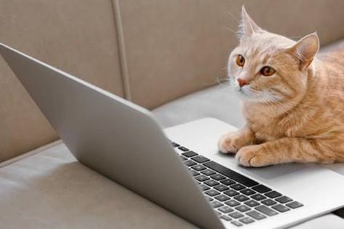 Mèo cưng khiến cô gái 25 tuổi mất việc và tiền thưởng ngay trước Tết