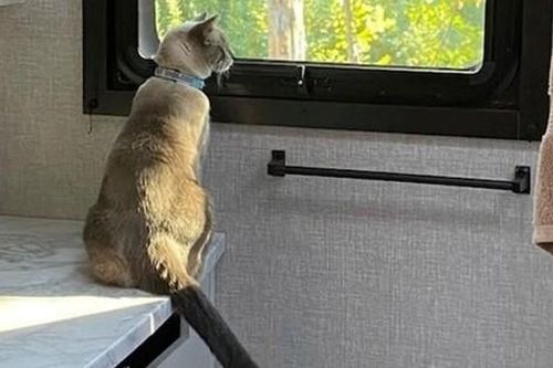 Mèo đi lạc vượt hơn 1.200km tìm đường về đoàn tụ với chủ