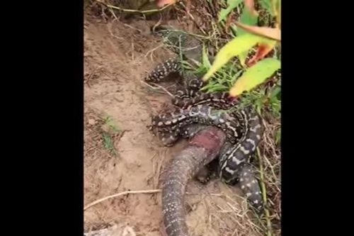 CLIP: Thằn lằn hung dữ đối đầu với trăn khổng lồ, gây kinh ngạc