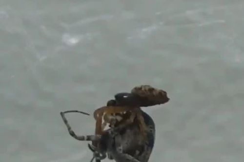 CLIP: Nhện đực phản xạ nhanh như chớp để thoát khỏi nguy cơ bị bạn tình ăn thịt