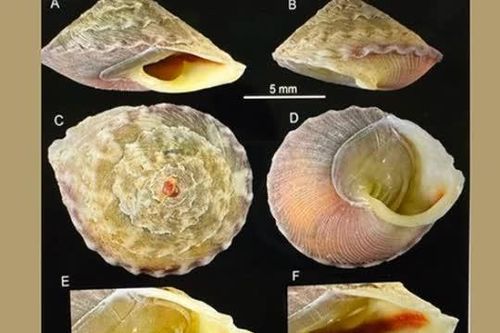 Phát hiện loài ốc bí ẩn, chưa từng thấy bên trong hang Sơn Đoòng