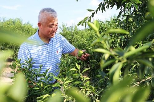 Tiết lộ 1 nơi ở Trung Quốc, nơi 'vàng' mọc trên cây