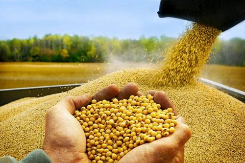 Đề xuất áp thuế 1% với khô dầu đậu tương làm TACN