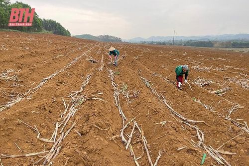 Mở rộng diện tích cây trồng thâm canh