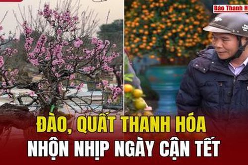 Đào, quất Thanh Hóa nhộn nhịp ngày cận Tết
