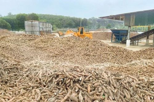 Trung Quốc vẫn là thị trường tiêu thụ sắn và các sản phẩm từ sắn lớn nhất của Việt Nam