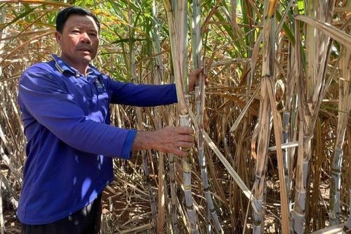Nông dân Hbông làm giàu từ cây mía