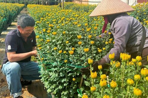 Người trồng hoa Tết thấp thỏm chờ giá tăng
