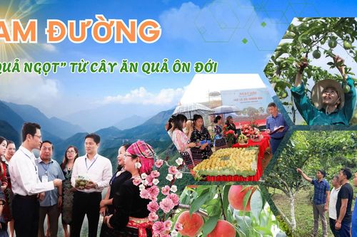 Tam Đường 'quả ngọt' từ cây ăn quả ôn đới