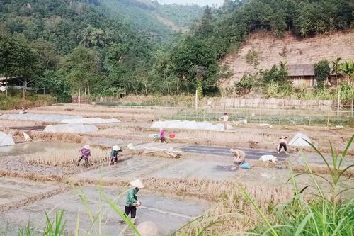 Năm 2025, toàn tỉnh sẽ gieo cấy khoảng 9.600 ha lúa xuân