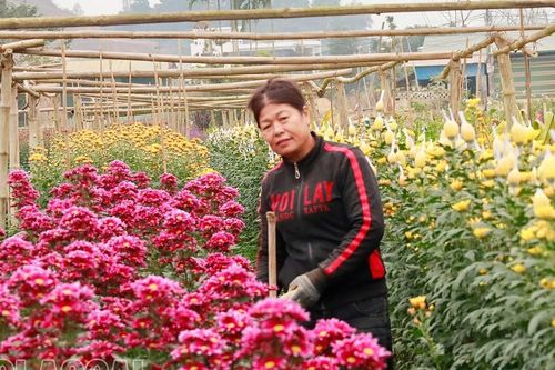 Người trồng hoa sẵn sàng phục vụ thị trường Tết