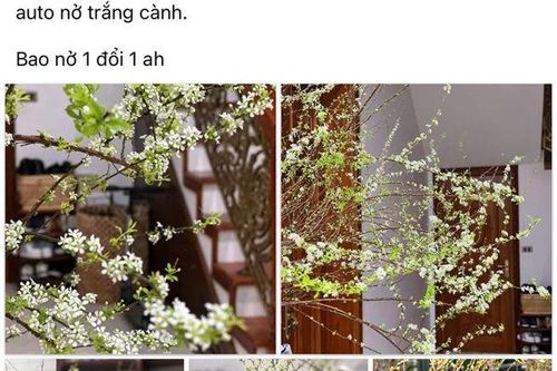 Sôi động thị trường chợ Tết online