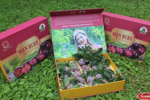 Vùng mận hậu ứng dụng công nghệ cao Yên Châu