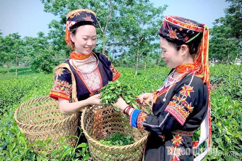 Sản phẩm chè Tết - Đa dạng mẫu mã đáp ứng nhu cầu khách hàng