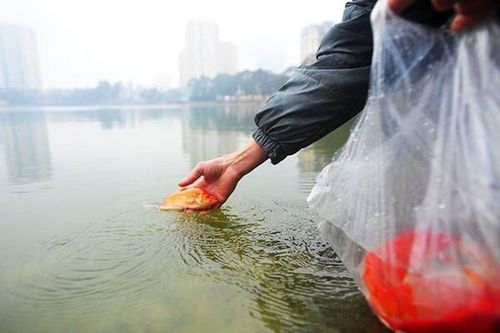 Thả cá chép ngày ông Táo sao cho đúng và bảo vệ môi trường