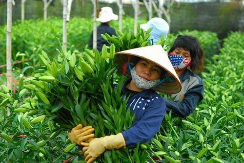 Hoa trái cho thu hoạch 'sai nhịp' mùa Tết khiến HTX thất thu