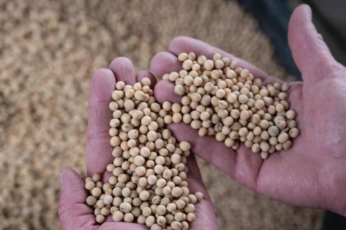 Cục Chăn nuôi đề nghị áp thuế nhập khẩu 1% cho khô dầu đậu tương