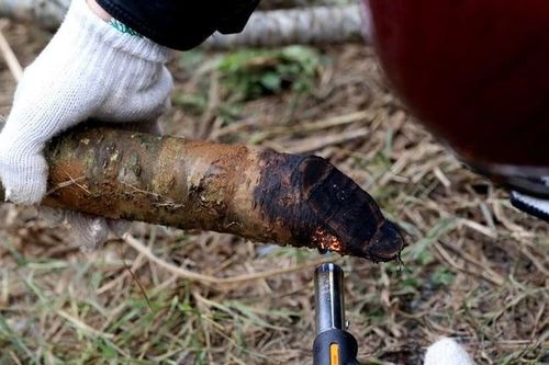 Có nên đốt gốc cành đào trước khi cắm trưng Tết?