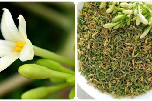 6 tác dụng tuyệt vời của hoa đu đủ đực với sức khỏe