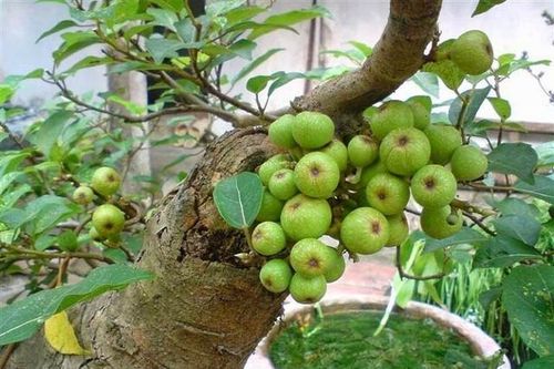 Đây mới là những loài cây mang đến tài lộc và may mắn trong gia đình ngày Tết