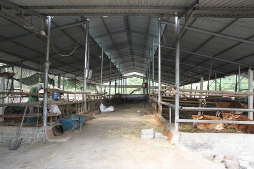 Ôm mộng 'giàu sang' từ dự án bò Mông ở Bắc Kạn (kỳ 1): Thức tỉnh muộn màng vì lời hứa 'năm xưa'