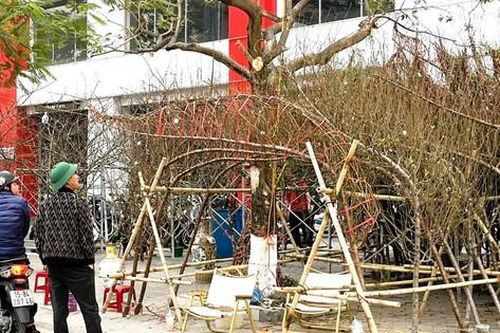 Thị trường hoa Tết ở Hải Phòng: Người dân thắt chặt chi tiêu, sức mua giảm