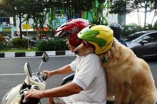 Từ năm 2025, tăng mức phạt khi đi xe máy đèo theo chó, mèo hay các loại vật nuôi
