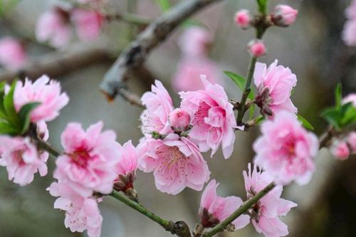 Tết là để trở về